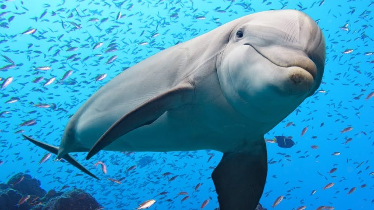 Dolphins and whales species in Madeira