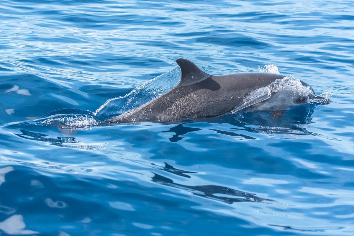 dolphin-1.jpg