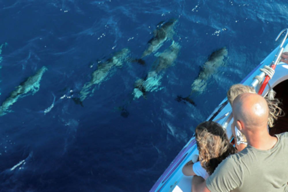dolphin-7.jpg